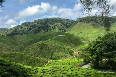 A First-Timer’s Guide to Cameron Highlands