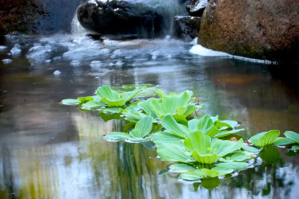 Exploring the Hidden Charm of Water Lilies