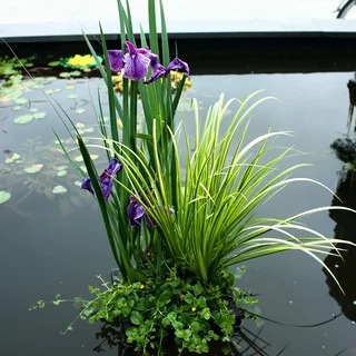 Buy Pond Plants Online for a Beautiful and Healthy Water Garden